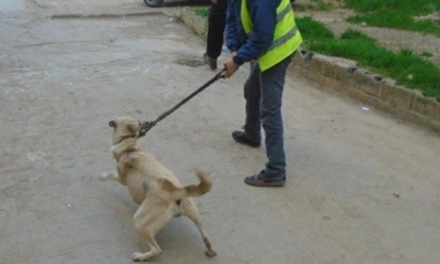 Stop Galoufa (chasse barbare des animaux) en Algérie !