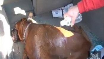 Justice pour Fidji, boxer de 14 mois, mort enfermé dans une voiture en plein soleil