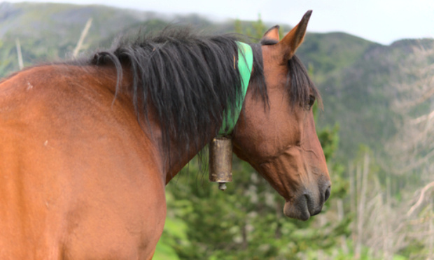 Arrêtez de faire porter des cloches aux chevaux