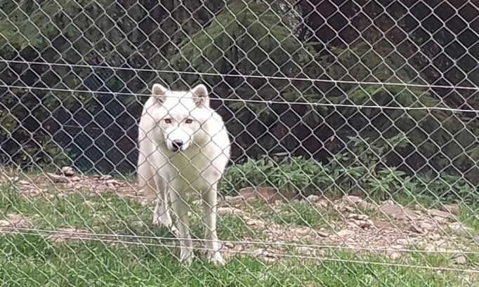 Contre la maltraitance animale !!