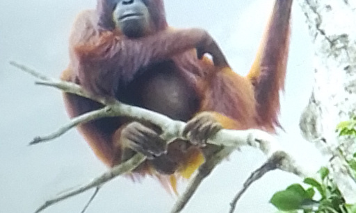 Stop à la consommation d'huile de palme !