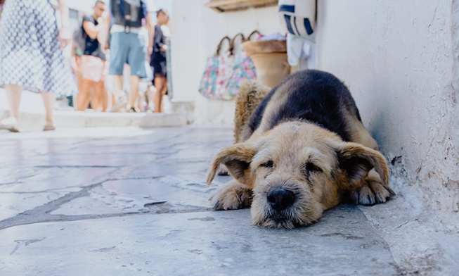 Pétition pour la création d’un refuge pour les chiens et chats de la rue à Lima