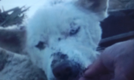 Tous contre l'abandon des animaux !