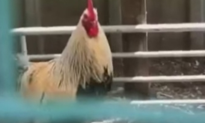 Laissons lui son coq, il &eacute;tait l&agrave; avant sa voisine