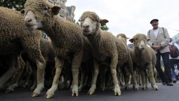 Stop à la consommation de chair animale