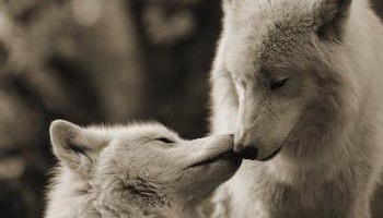 Non à l'abattage des loups