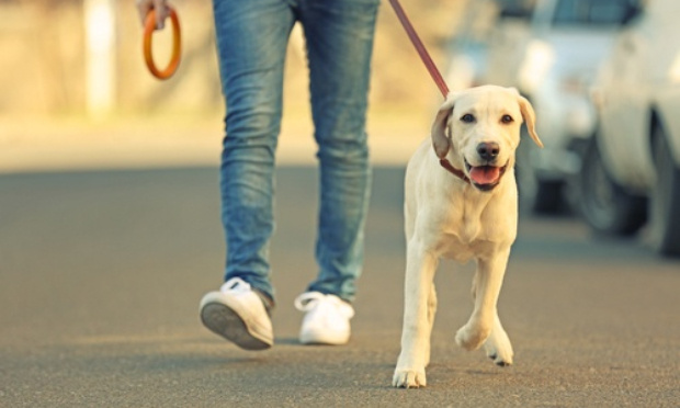 NON À L'INTERDICTION DE NOS CHIENS SUR LE MARCHÈ DE ARS-EN-RÈ