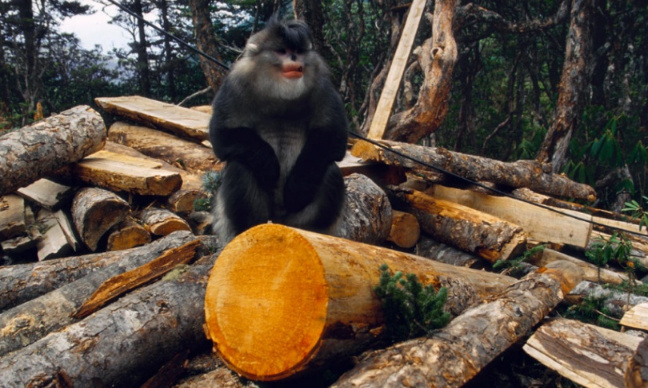 STOP À L'HUILE DE PALME !