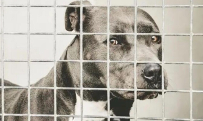 Libérez Pépéroni de la SRPA de Liège