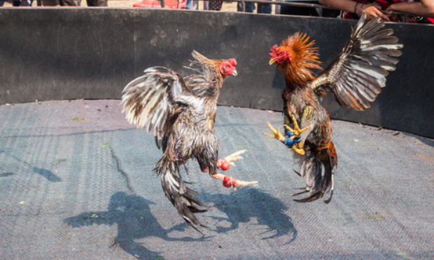 Arrêtez les combats de coqs au Pérou.