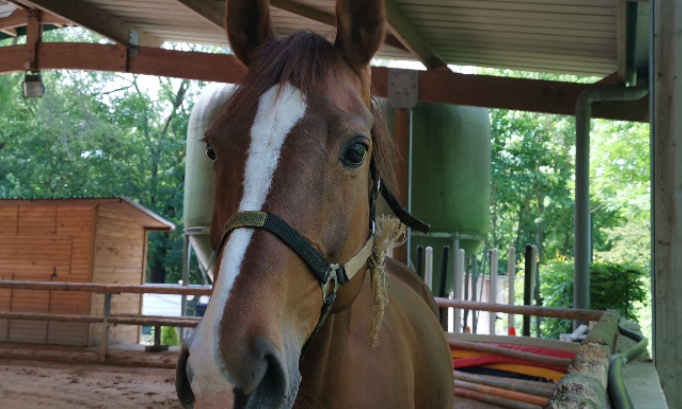 Pour les fermetures définitives de boucherie chevaline