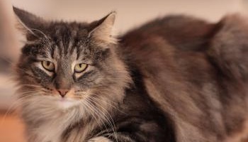 Mobilisons-nous pour sauver Billy !