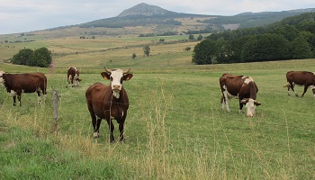 Manifeste pour sauver les producteurs de lait