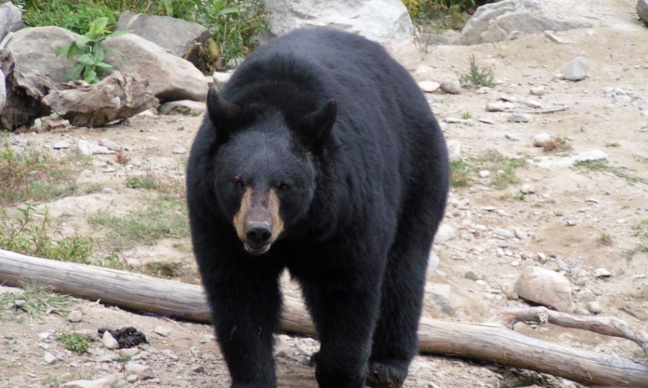 Pour la condamnation des personnes qui consomment de la bile d'ours !