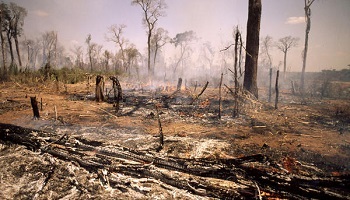L'huile de palme, un poison pour la terre !
