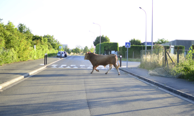 Demandons au gouvernement de protéger les animaux qui s’évadent des élevages et des abattoirs