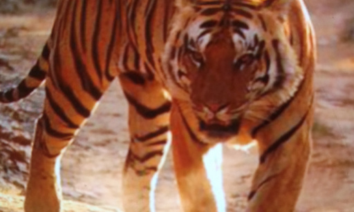 Contre le braconnage du tigre