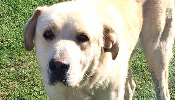 Retrouver Chico, un animal perdu de notre association