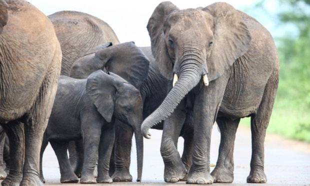 Contre le braconnage de l'éléphant !
