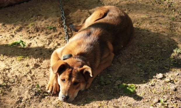 Mettons un point final à la maltraitance animale !