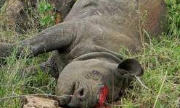 Contre le braconnage !