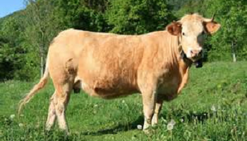 Stop à la souffrance animale