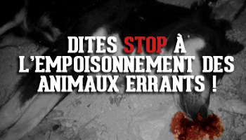 Nous vous demandons d'arrêter le massacre des animaux errants !