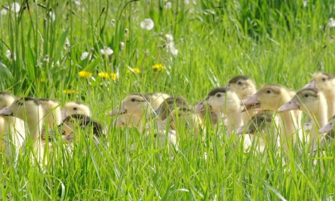 ALERTE ENLÈVEMENT DE L'ÉLEVAGE EN PLEIN AIR