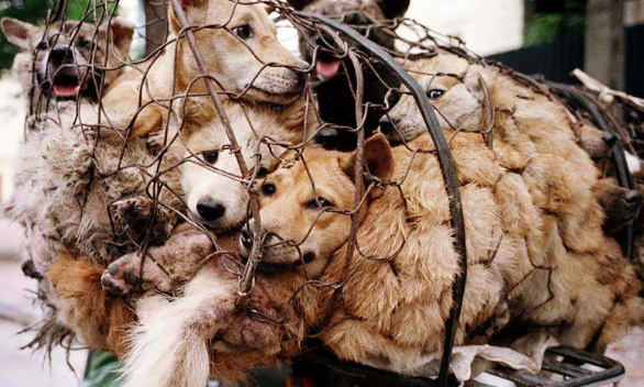 Stop au festival de Yulin !!