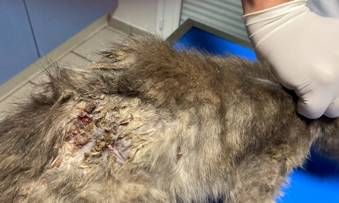 Maltraitance chats du lac de Cazaux