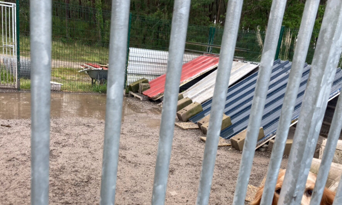Sauvons les chiens de chasse de l’Aire de Saubion à St Vincent de Tyros !