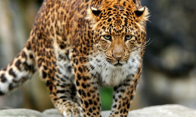 URGENCE ! Sauvons la panthère de Chine !