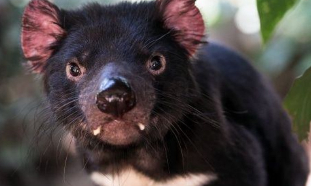 Sauvons le diable de Tasmanie