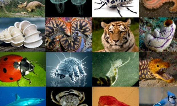 Contre la supériorité de l'Homme face aux animaux