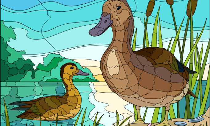 Stop a l'élevage intensif des canards pour le foie gras.