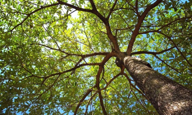 Protégez les grands arbres contre l'abattage abusif à Rennes !