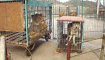 Interdiction d'avoir des animaux dans les cirques