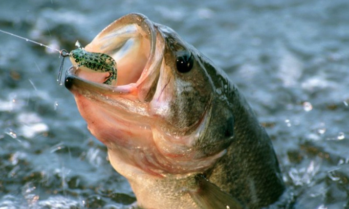 Non aux concours de pêche !  Faire souffrir, n'est pas un loisir !
