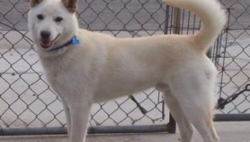 Sauver les animaux de COREE