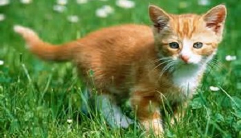 Halte à la cruauté animale générale !