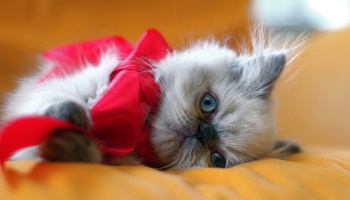 Une nouvelle loi  pour protéger les animaux