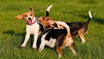 Réparation de l'abreuvoir du parc canin