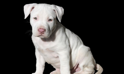 Le pitbull un chien exceptionnel ! Comme les autres !