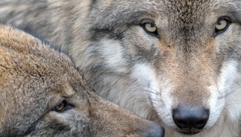 Arrêt de la destruction des loups : espèce protégée