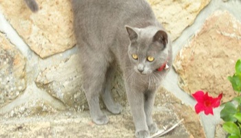 Stop à la disparition de nos chats