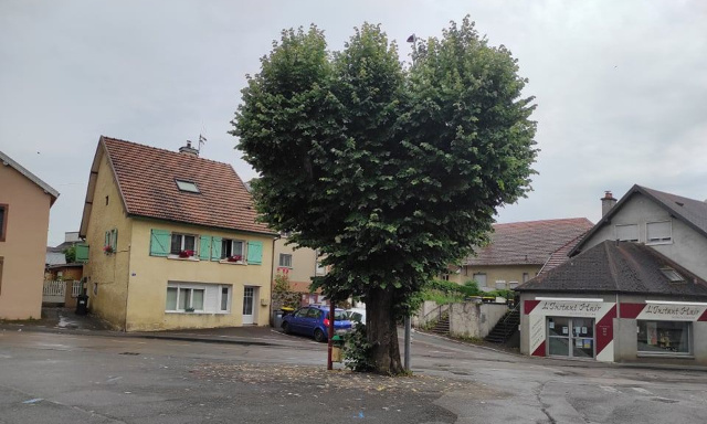 Sauvons le tilleul centenaire de la place du 7ème Régiment des Chasseurs d'Afrique à L'Isle sur le Doubs - 25