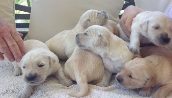 Que le lof et le loof respectent les éleveurs déclarés