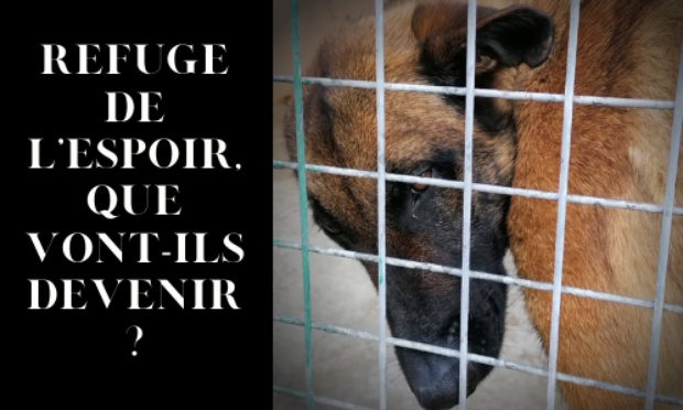 Quel avenir pour le refuge de l'Espoir de Mougins ?