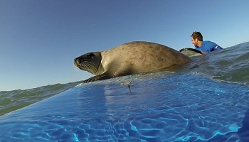 Libérez le phoque YOU et réhabilitez-le sur les plages !