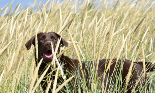 Éliminer au maximum les épillets ! Il faut les faucher et les ramasser !